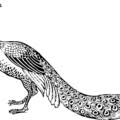 If you're impressed with peacocks, check out coloringpagesonly fun free printable peacock coloring pages for kids. Abstract Peacock Coloring Pages For Adults Coloring4free Coloring4free Com