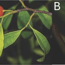 Image result for Olax obtusifolia