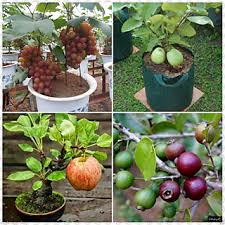 Buy Bonsai Fruit Seed Combo Grapes Guava Apple Strawberry Guava 5 Seeds Online 199 From Shopclues