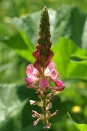 Esparsette englisch | esparsette translation. Saat Esparsette Onobrychis Viciifolia Pflanzensteckbriefe Blute Online