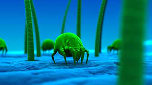 Ten Percent Of The Weight Of A Two Year Old Pillow Can Be Composed Of Dead Dust Mites And Their Droppings Want Some Othe Winter Allergies Allergies Dust Mites