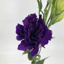 The only purple that is in the curtain are some vines. Lisianthus Dark Purple Wholesale Bulk Flowers Cascade Floral