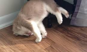 Tag Anak Anjing Lucu Kumpulan Berita Anak Anjing Lucu Winnetnews Com