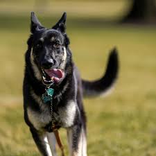 Dogs are extremely vulnerable to 1080 poisoning. First Dog Major To Get Extra Training After White House Biting Incidents Reuters