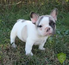 French bulldog puppies purchased at the akc registered and usda licensed french bulldog kennel have all the important things like dog a deposit of $300.00 is required to reserve selected puppy. 5 Best French Bulldog Breeders In Florida 2021 We Love Doodles