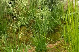 Image result for Briza