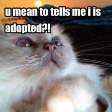 Image result for funny surprised cat pics