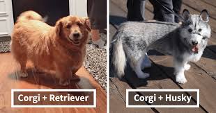 The other parent breed in the mix can affect the size of a pembroke welsh corgi mix. 10 Times Corgis Mixed With Other Dog Breeds And We Got The Most Pawsome Results