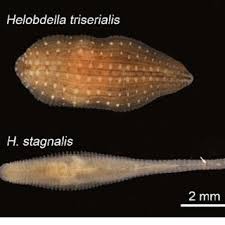 Many freshwater leeches do not live a parasitic life at all but rather live as scavengers or predators the leeches that attach to people while swimming in texas ponds and lakes are usually those that. Photograph Of The Co Occurring Leech Species Helobdella Triserialis Download Scientific Diagram