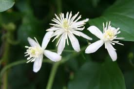 Maybe you would like to learn more about one of these? The Bach Centre Dense Bushes Of Wild Clematis Are Now In Facebook