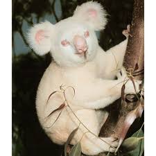 Image result for one of a kind animals