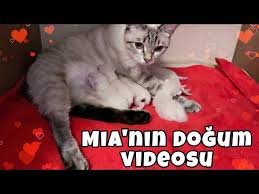 Dogum Sancilari Tutan Kedi Saglik Ocaginin Kapisina Dayandi Youtube