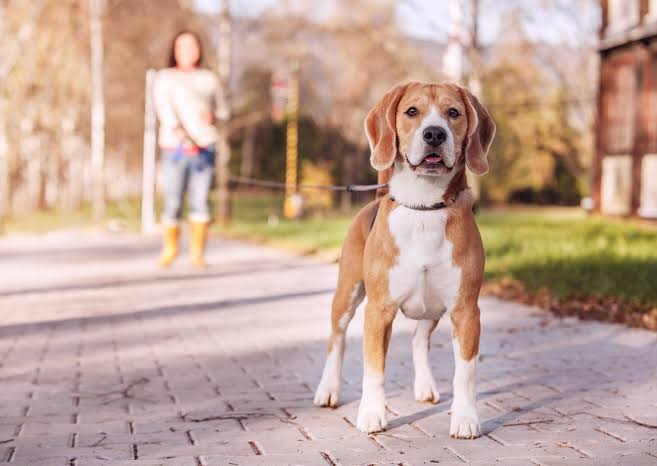 4 Benefits of Walking Your Dog | Blue Cross Veterinary Hospital