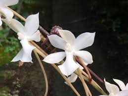 Image result for Aerangis