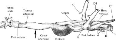 The fish heart has two chambers rather than four chambers. The Outflow Tract Of The Heart In Fishes Anatomy Genes And Evolution Grimes 2009 Journal Of Fish Biology Wiley Online Library