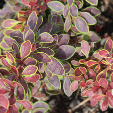 Image result for Thunbergia laborans