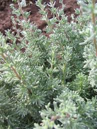 Image result for Eriocephalus