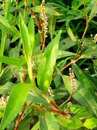 Image result for Polygonaceae