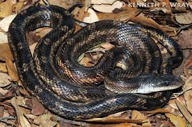 Black And Yellow Snake North Texas Elaphe Obsoleta Lindheimeri Texas Rat Snake Rat Snake Snake Pet Snake