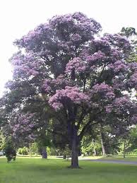 Image result for Calodendrum capense