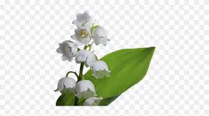 Harry styles。one direction yoshiki san and toshl san of x japan. Muguet Tiram 63 Muguet Tiram 64 Muguet Tiram 65 Muguet Lily Of The Valley Free Transparent Png Clipart Images Download