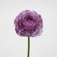 Image result for Ranunculus volkensii