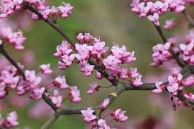 Judas Tree Growing Care And Trimming