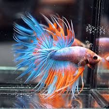 Live Betta Fish Male Fancy Deep Sky Blue Orange Double Ray Crowntail E5 Betta Fish Beautiful Fish Betta Fish Types