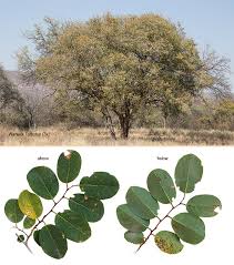 Image result for Pseudolachnostylis maprouneifolia