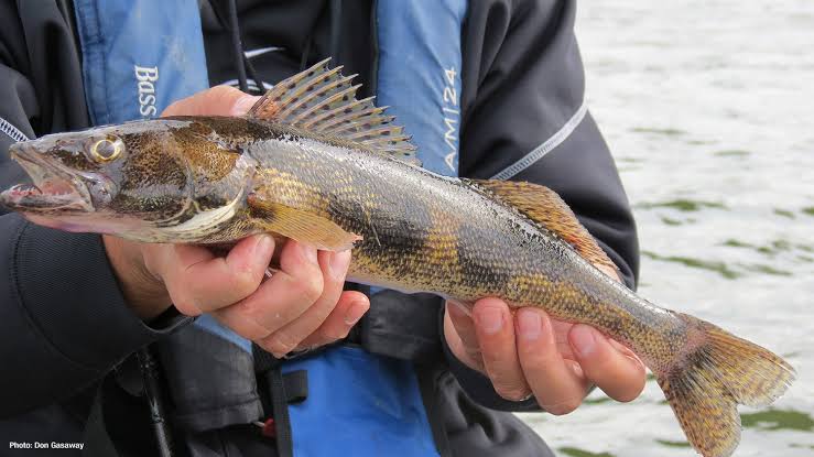 December Sauger Fishing is Hot, Hot, Hot! - MidWest Outdoors