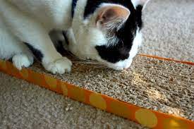 kedi tirmalamasi ilk yardim miyhav com