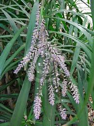 Image result for Cordyline stricta