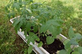 Resources To Identify Tomato Plants By Leaves Gardening