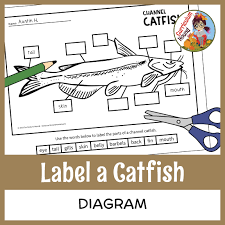 500x500 10 channel catfish fish plush stuffed animal toy. Pin On Curriculum Hound Tpt