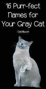 16 Purr Fect Gray Kitten Names You Ll Love Catvills Catvills Gray Kitten Love Names Purrfect Youll Grey Kitten Names Kitten Names Kitten Names Boy