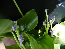 Image result for Heteranthera callifolia