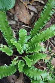 Image result for Asplenium cancellatum