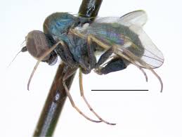 Image result for Dolichos junodii