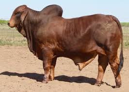 In the united states, brahmans are sometimes called brahman. Ln Lmc Polled Rango 176 6 R2 Red Brahmans