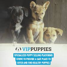 How to choose a puppy | puppyspot blog site. How To Sell Puppies Online Top Platforms And Selling Tips