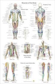 Human Skeletal Anatomy 24 X 36 Chiropractic Medical