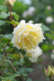 烏帽子岳を望みながら 久々に畑のバラ バラ きれいなバラ 花