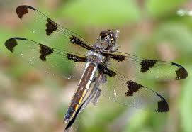 migratory dragonflies mdp identification guides