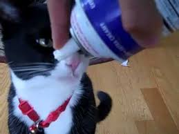 This is because whipped cream contains dairy products, which cats are generally intolerant of. My Cat Can Eat Whipped Cream Youtube
