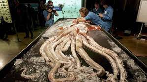 Kalmare größe — die zoologische ordnung der kalmare riesenkalmare, fälschliche bezeichnung riesenkraken, 1) architeuthis, einzige gattung der architeuthidae (unterordnung oegopsida), kalmare mit langgestrecktem, hinten zugespitztem körper, der 4 m, einschließlich fangarme bis 18 m lang wird und etwa 1 t wiegen kann. Riesentintenfisch Der Riesenkalmar Kosmopolit Der Weltmeere Br Wissen