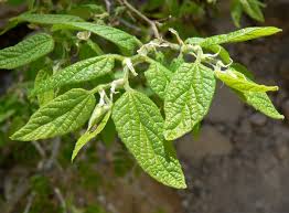 Browse photos, see new properties, get open house info, and research neighborhoods on trulia. Celtis Reticulata Wikipedia