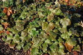 Image result for heuchera americana