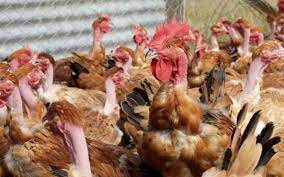 Composé de grippe et de aviaire. Grippe Aviaire H10n3 Faut Il S Inquieter Du Premier Cas Chez L Homme Le Parisien
