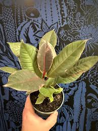 Image result for F%EDkus Ficus