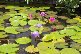 Image result for Nymphaea maculata